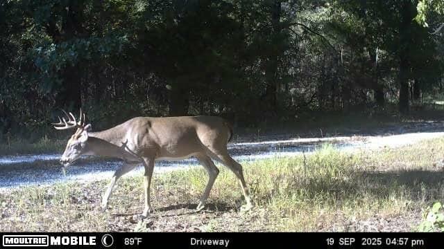 main property photo 53