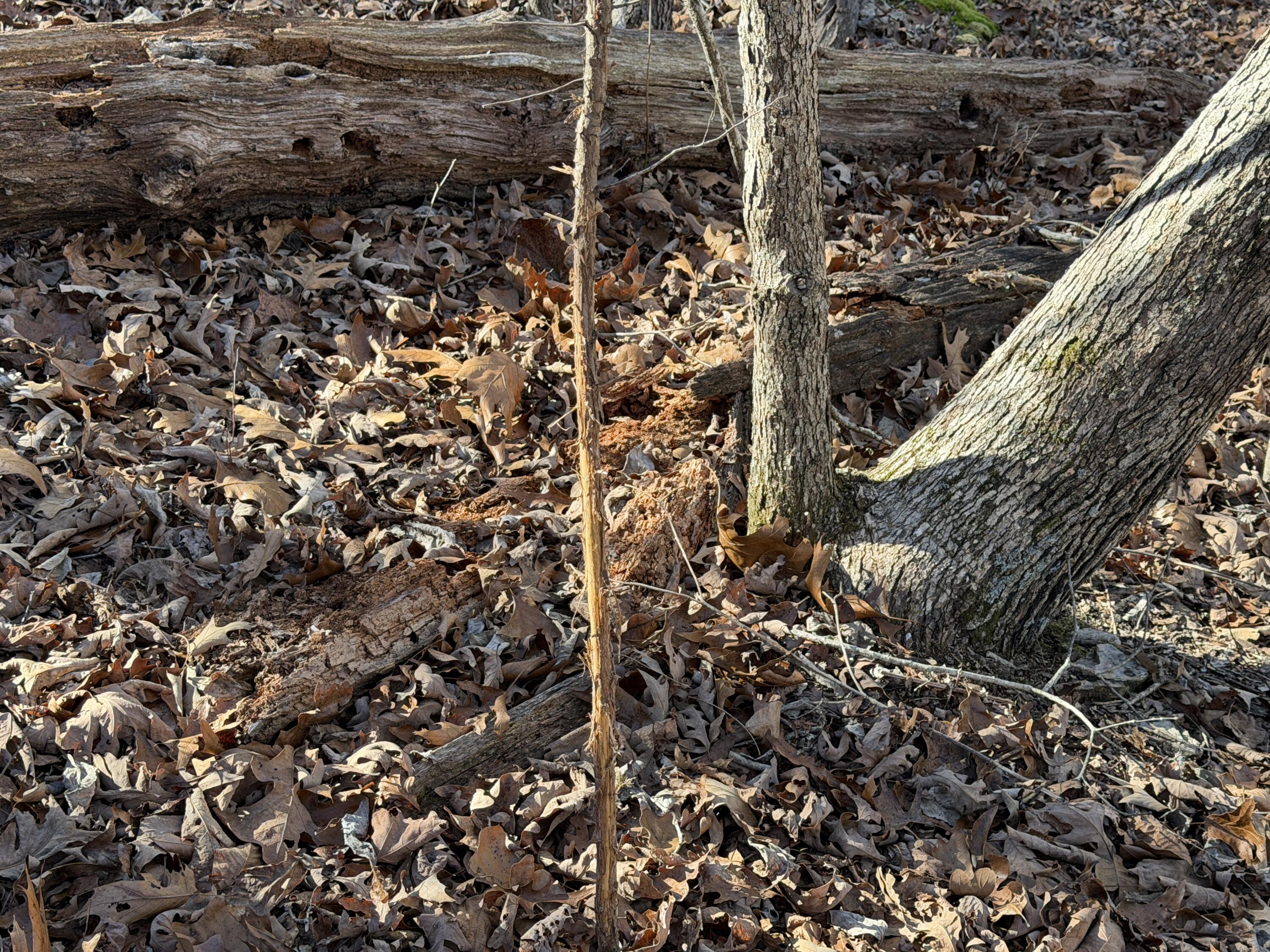 main property photo 37