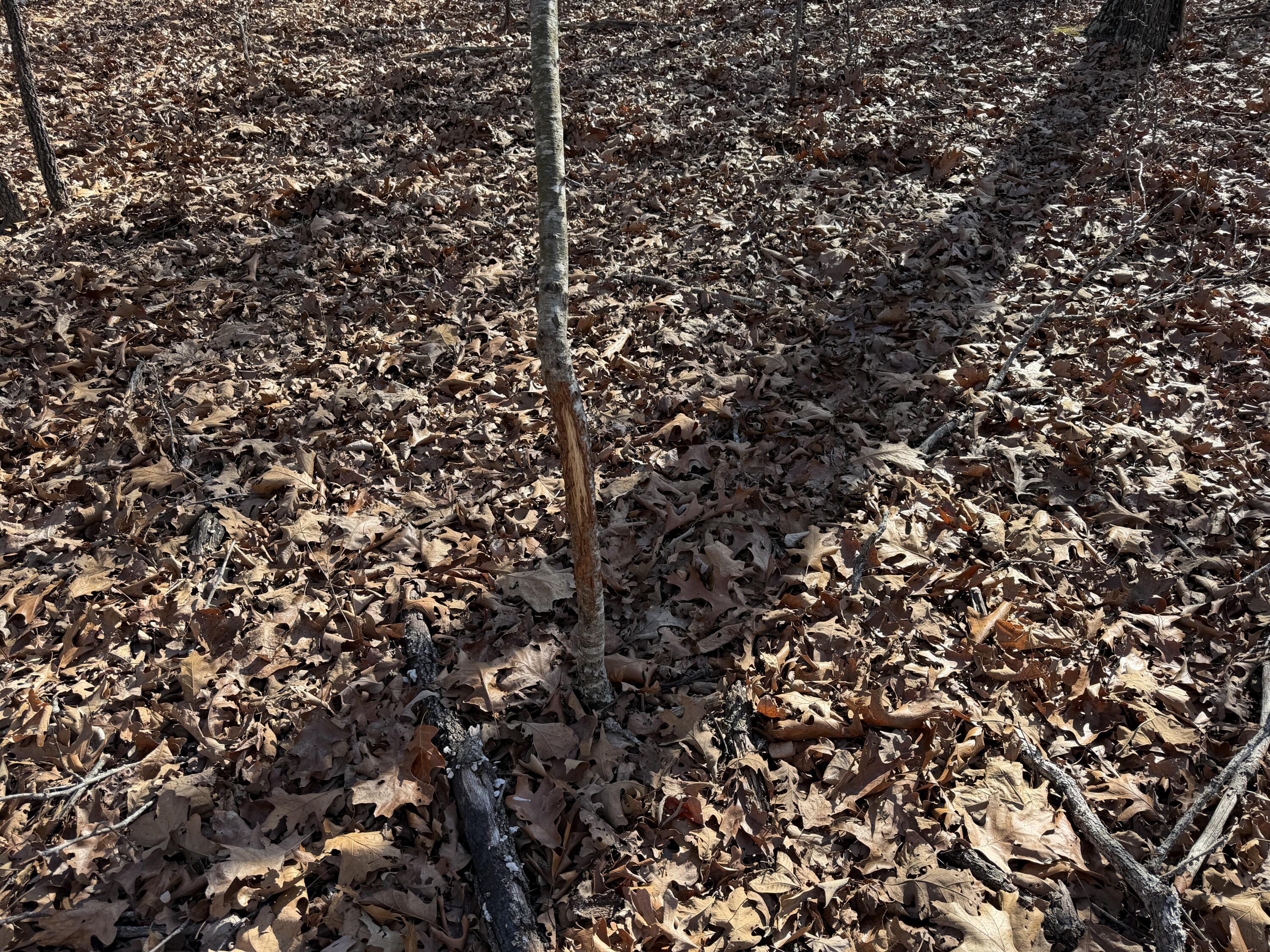 main property photo 58
