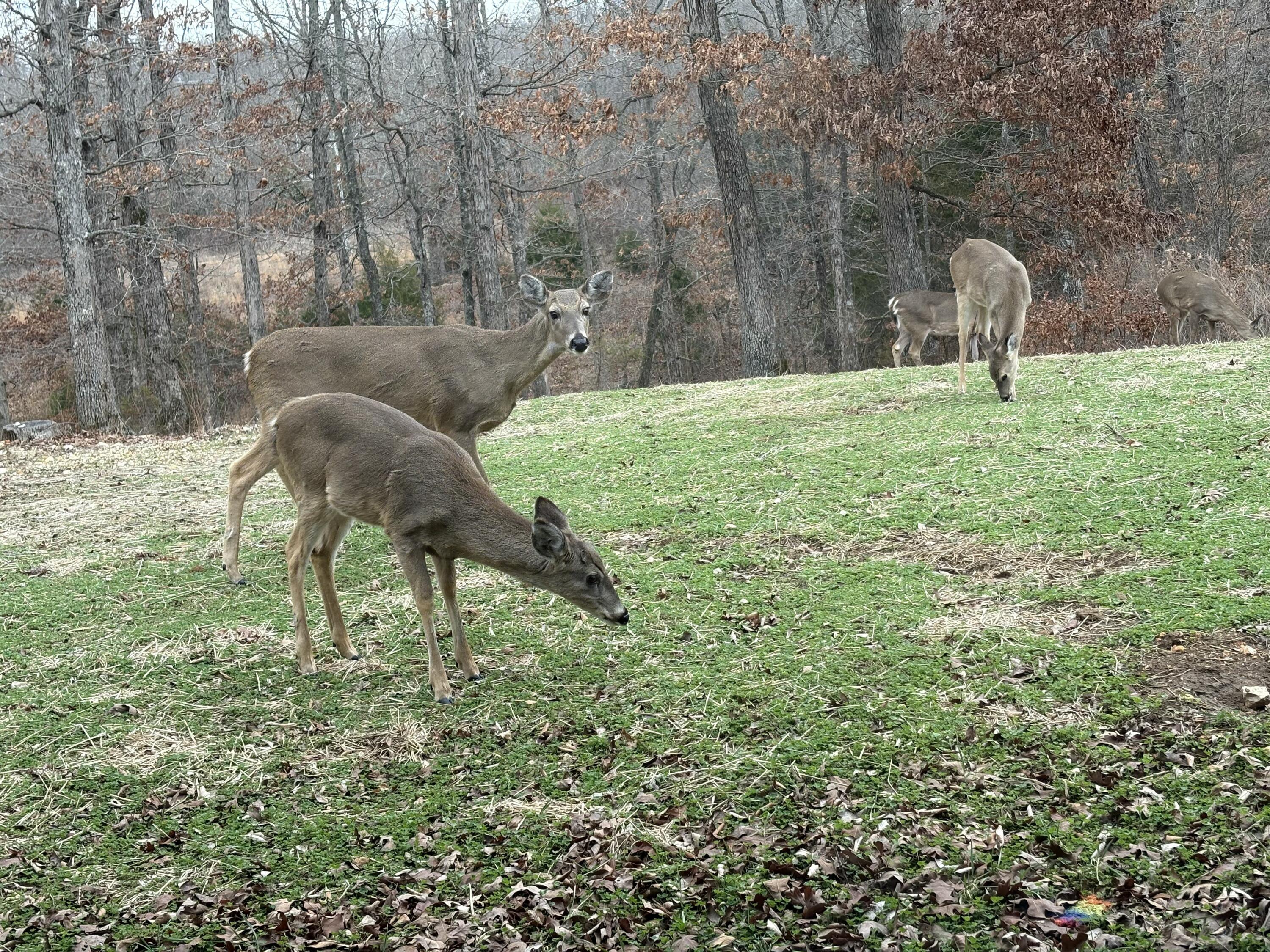 main property photo 97