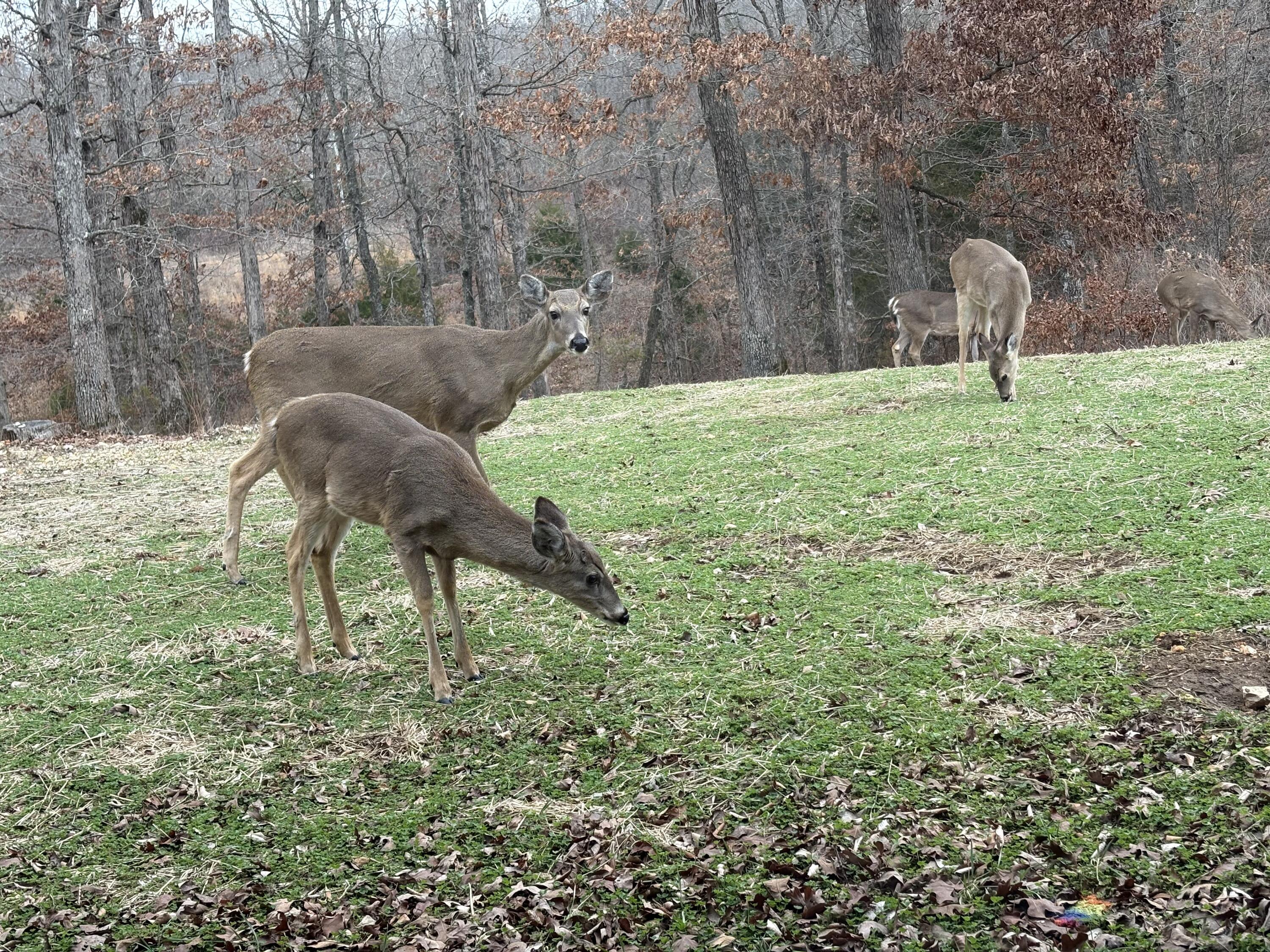 main property photo 97