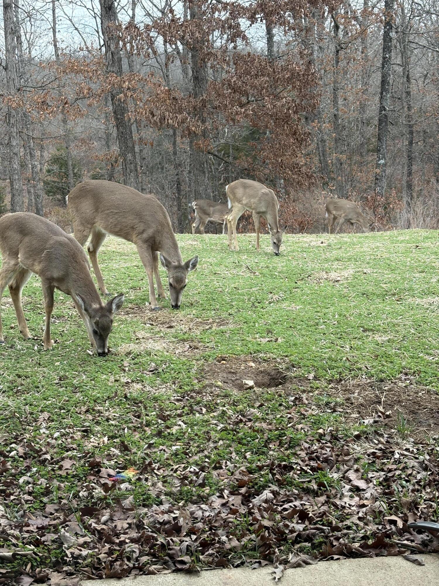main property photo 98
