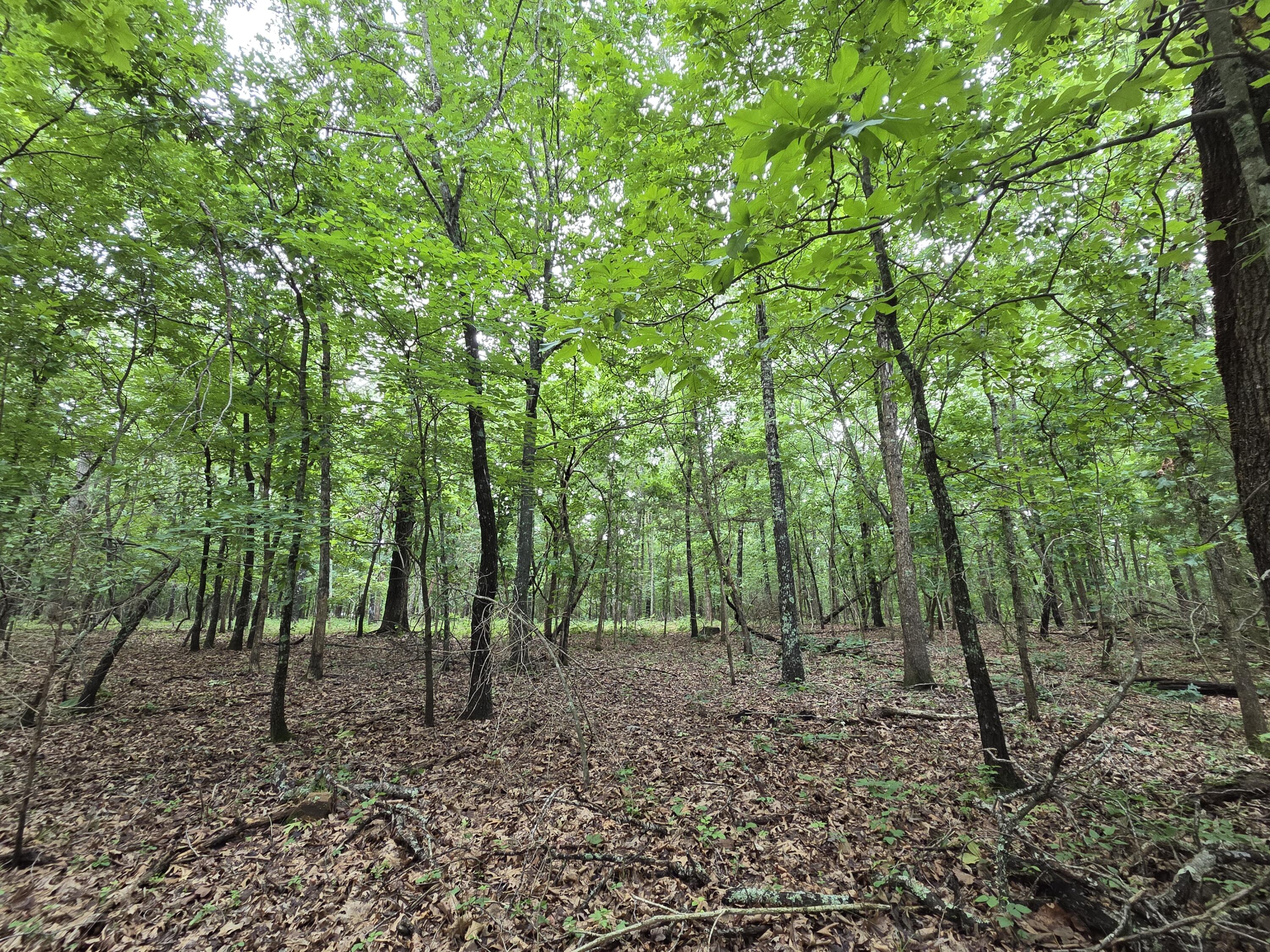 main property photo 80