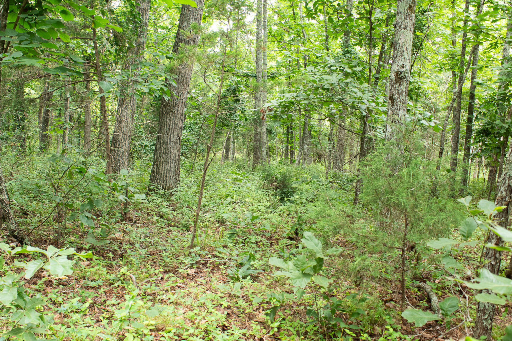 main property photo 37