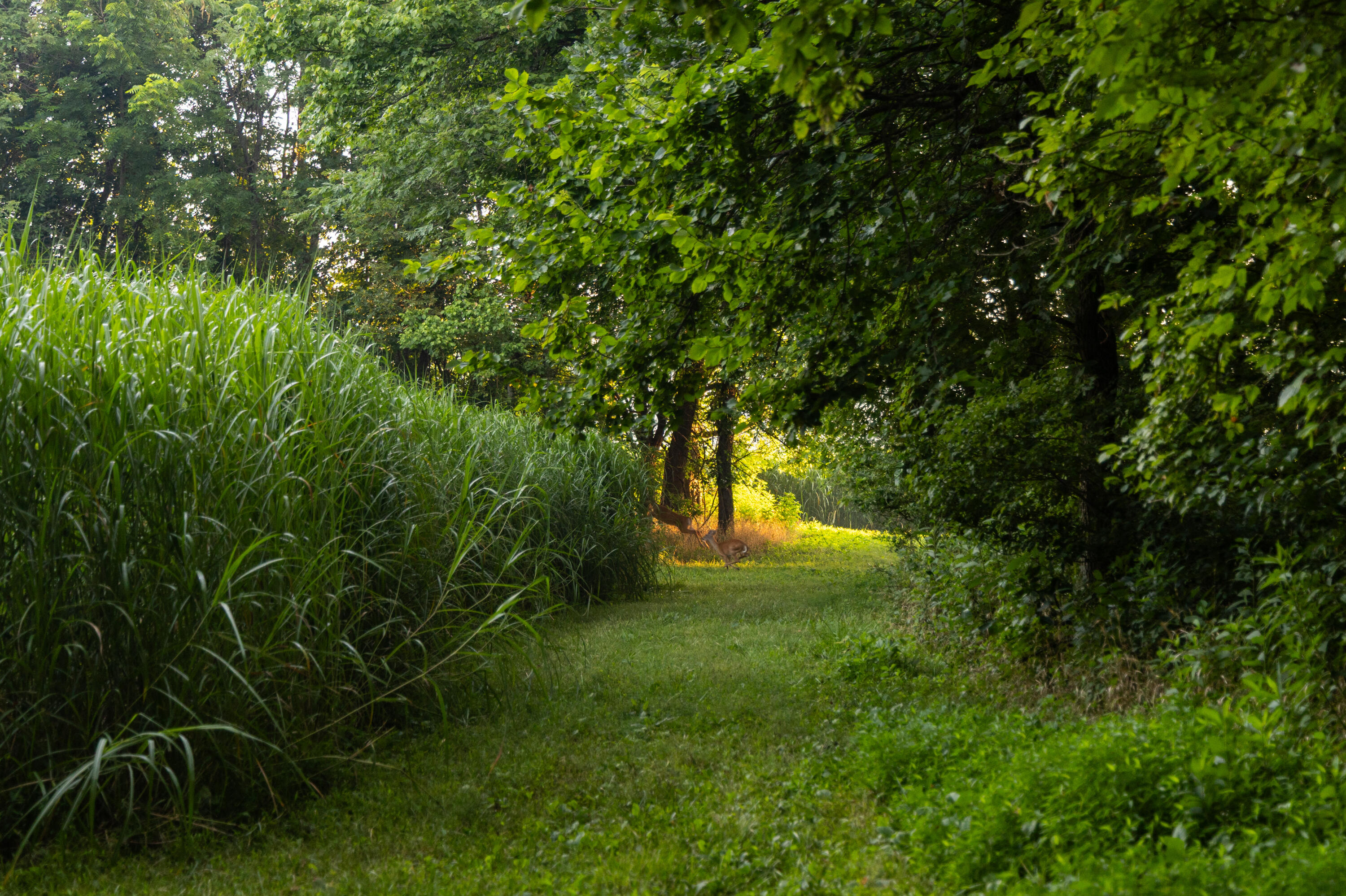 main property photo 55