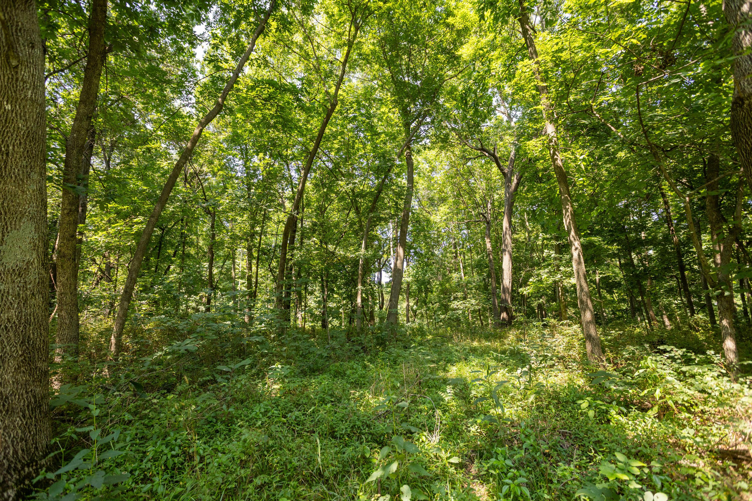main property photo 118