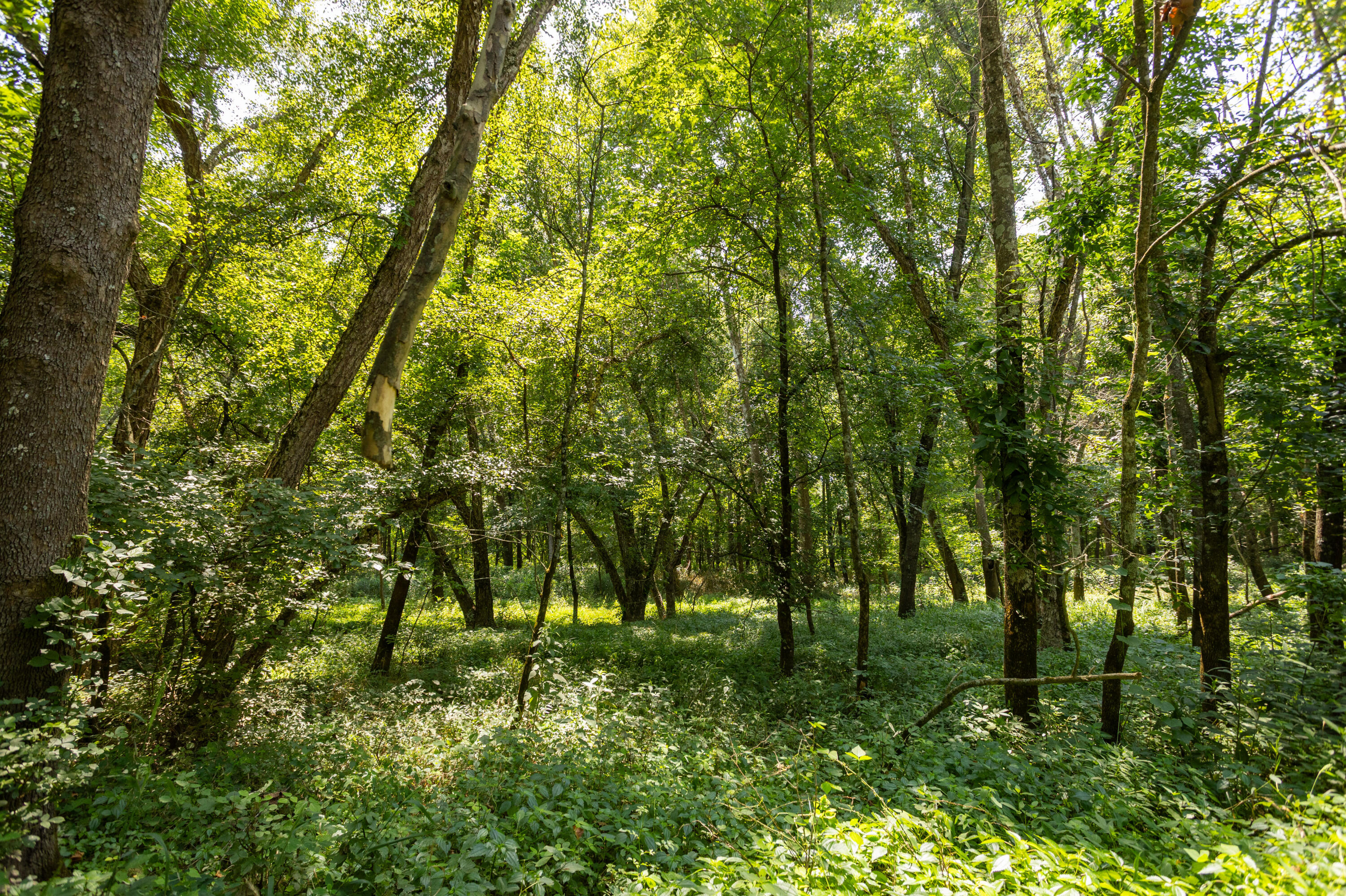main property photo 142