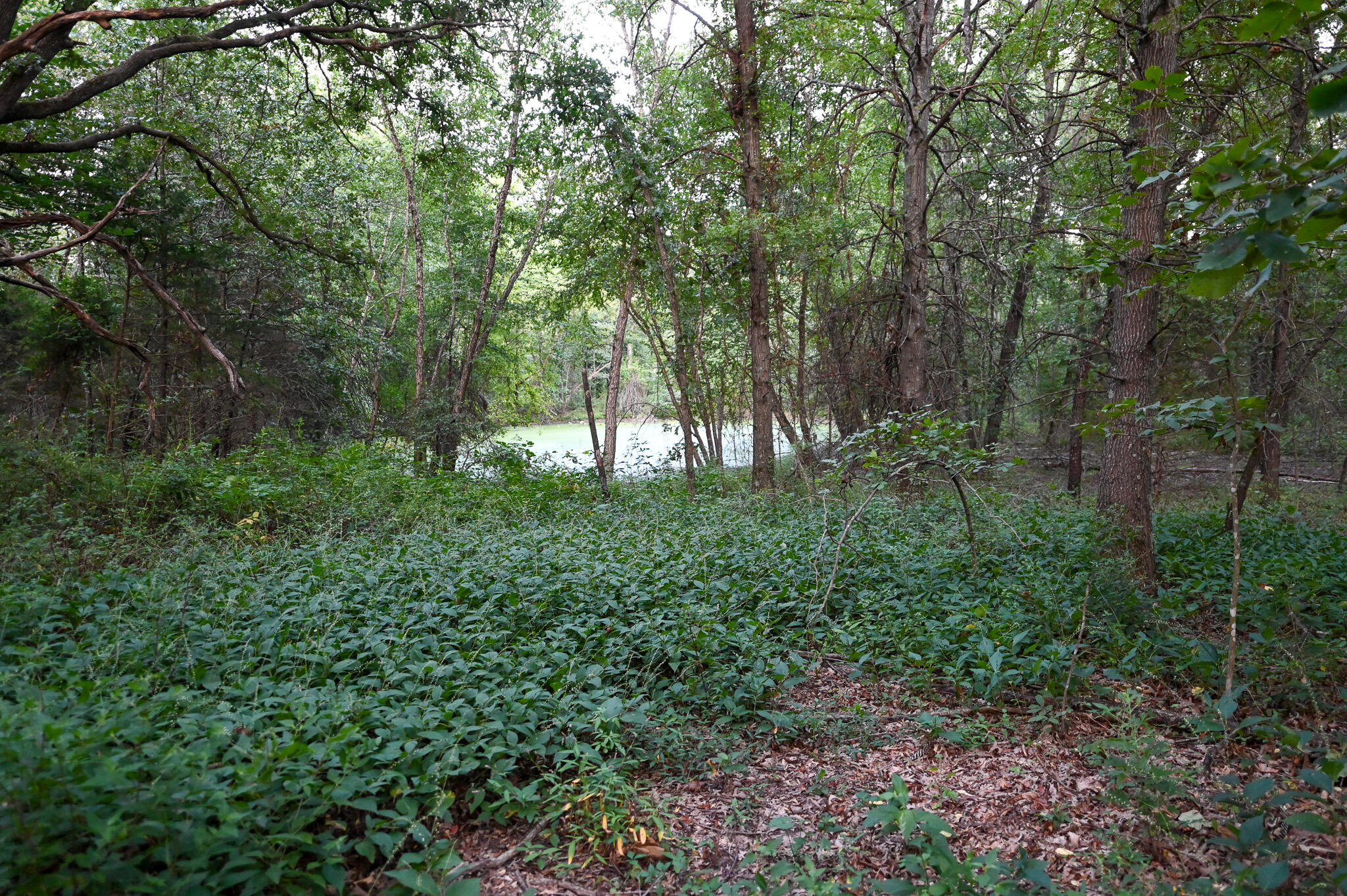 main property photo 62