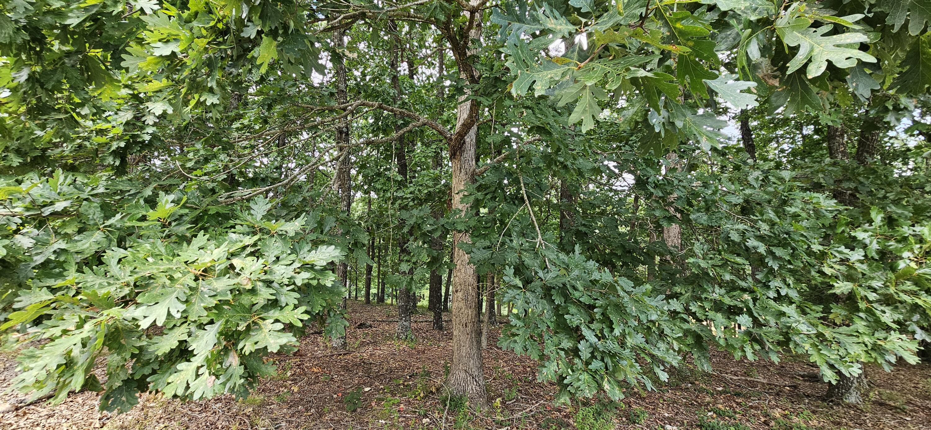 main property photo 78