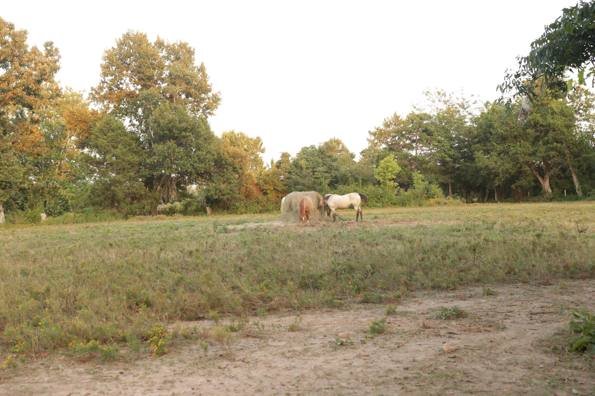 main property photo 74