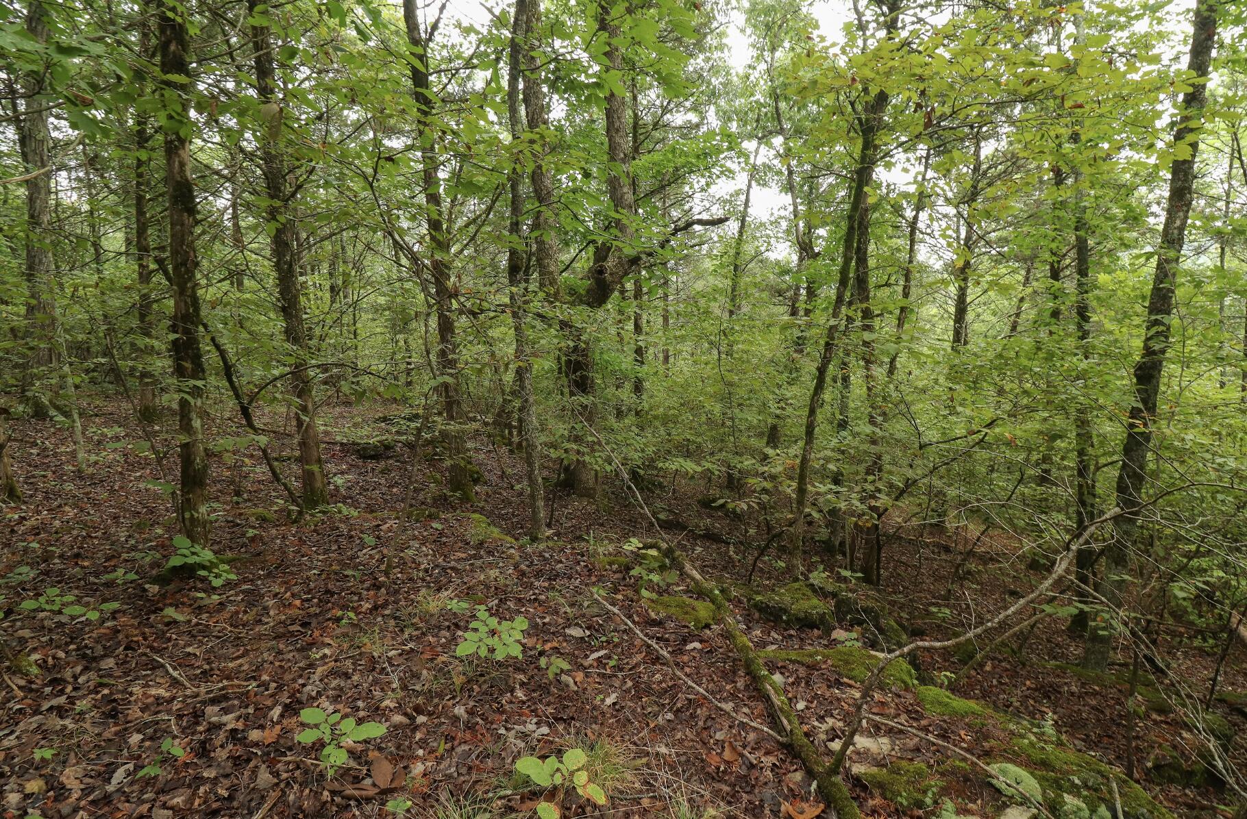 main property photo 42