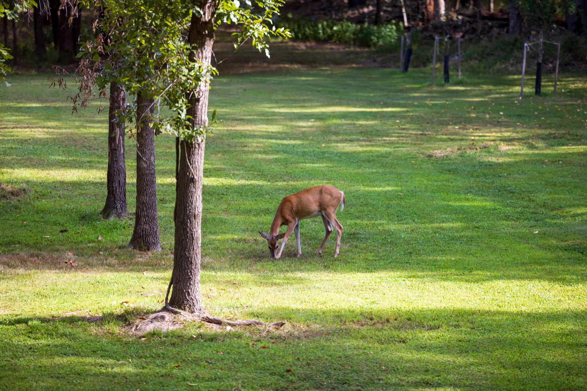 main property photo 54