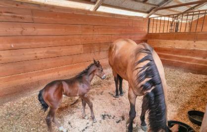 main property photo 41