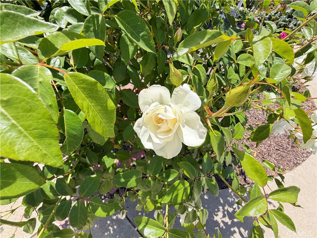 main property photo 54