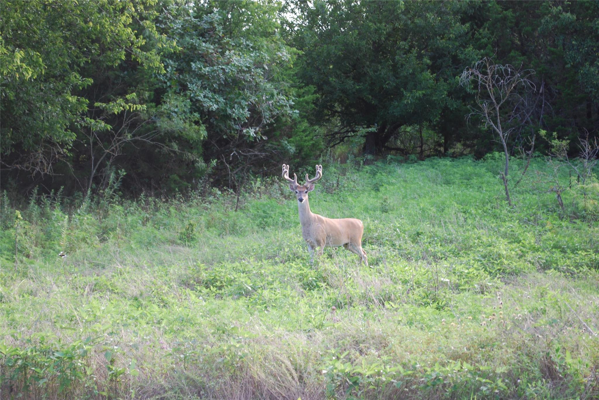 main property photo 11