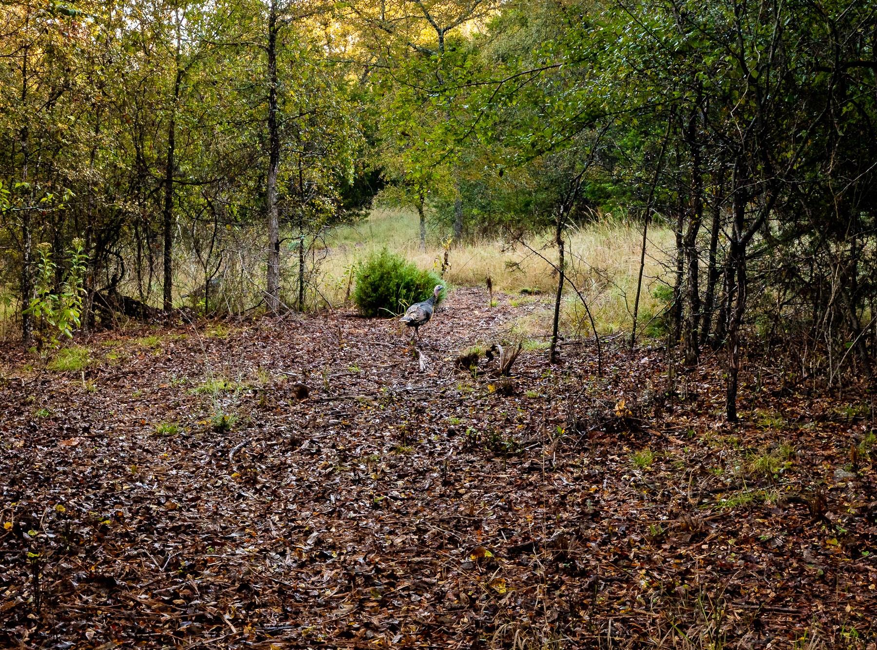 main property photo 15