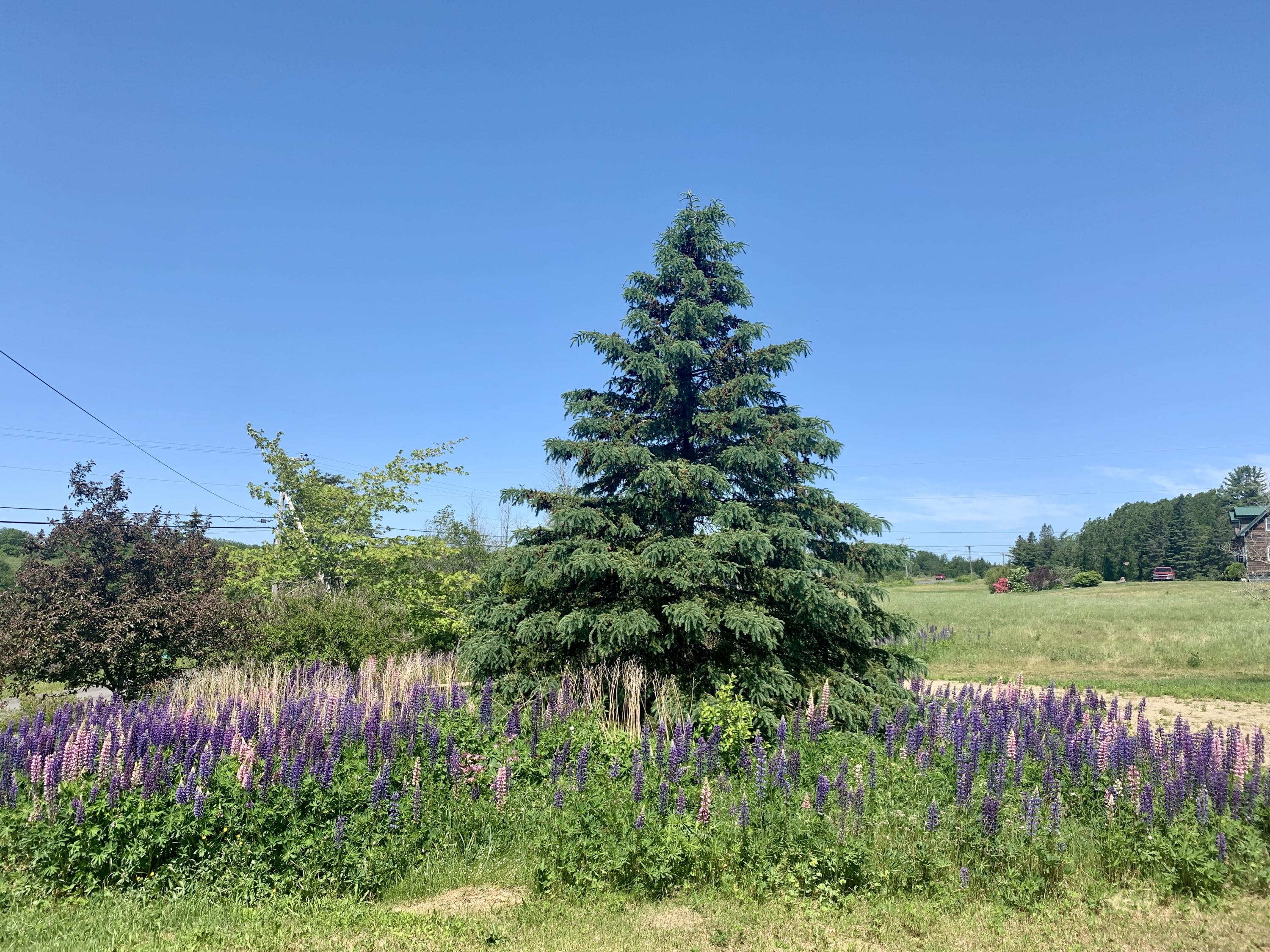 main property photo 69