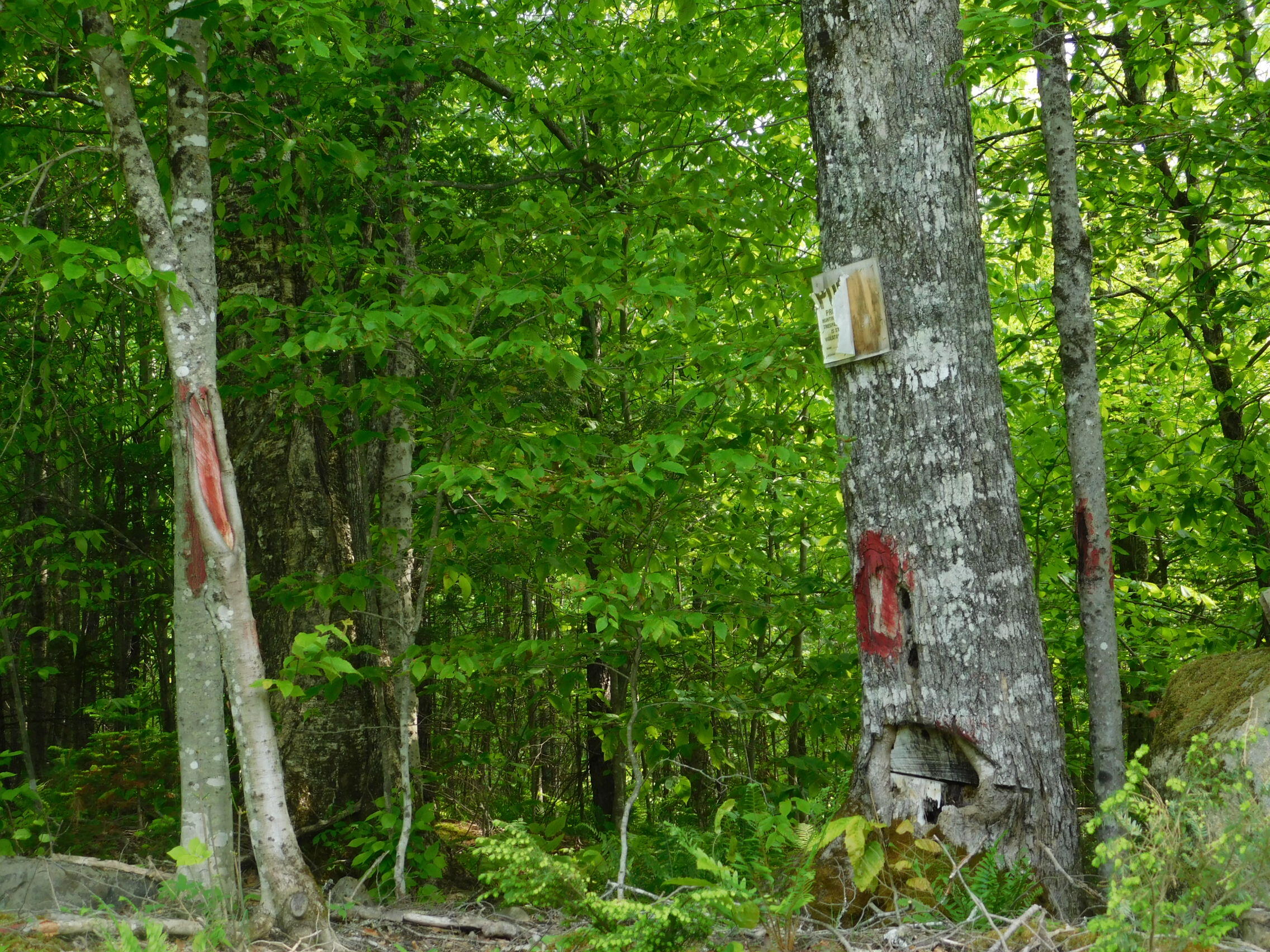 main property photo 12