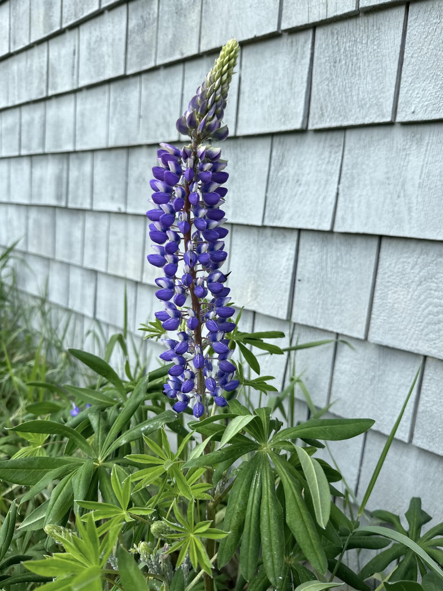 main property photo 67