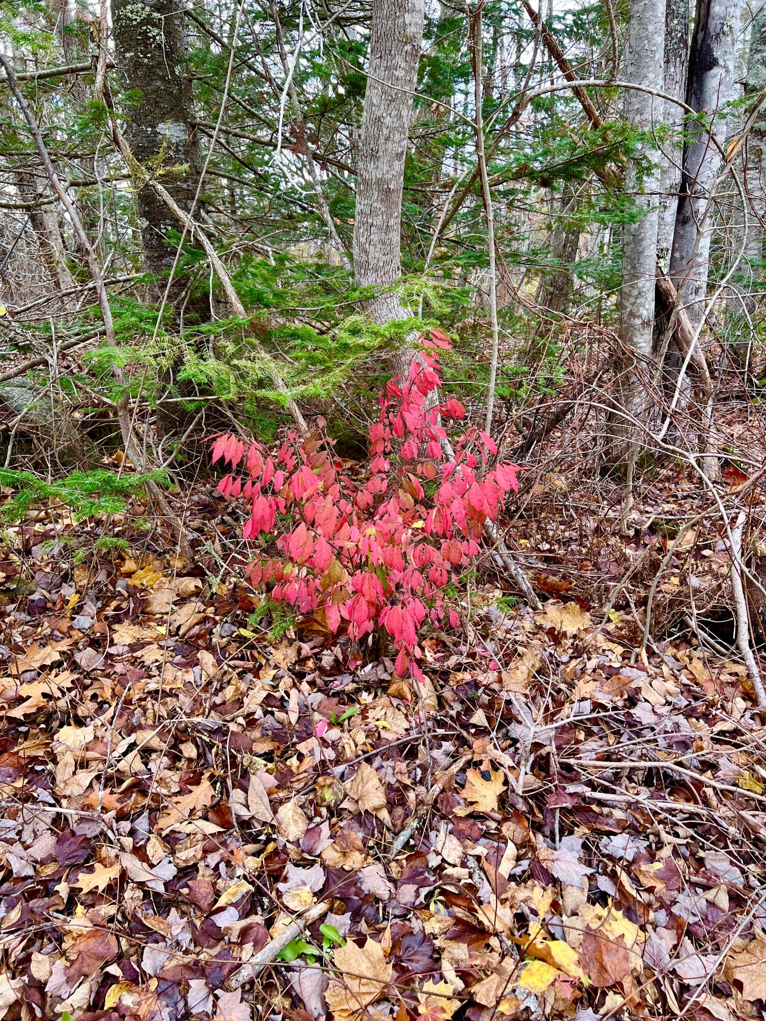 main property photo 60