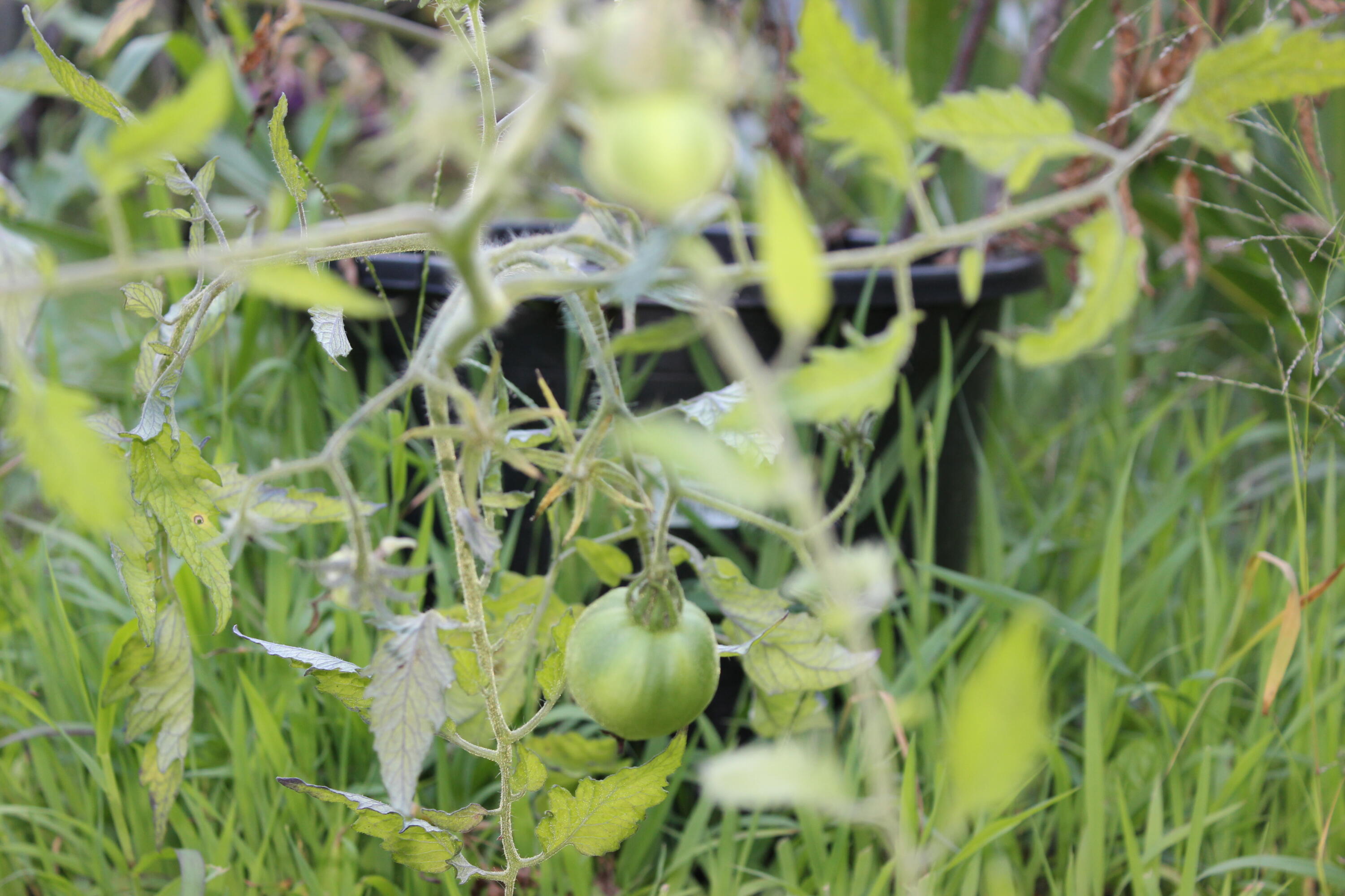 main property photo 84