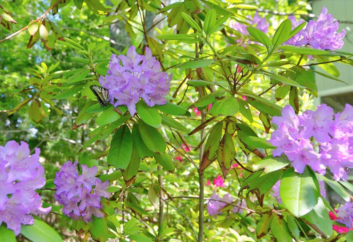 main property photo 105
