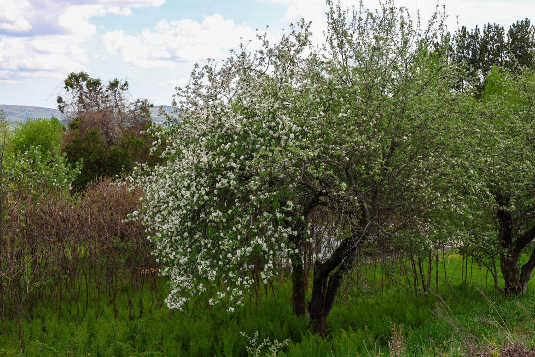 main property photo 104