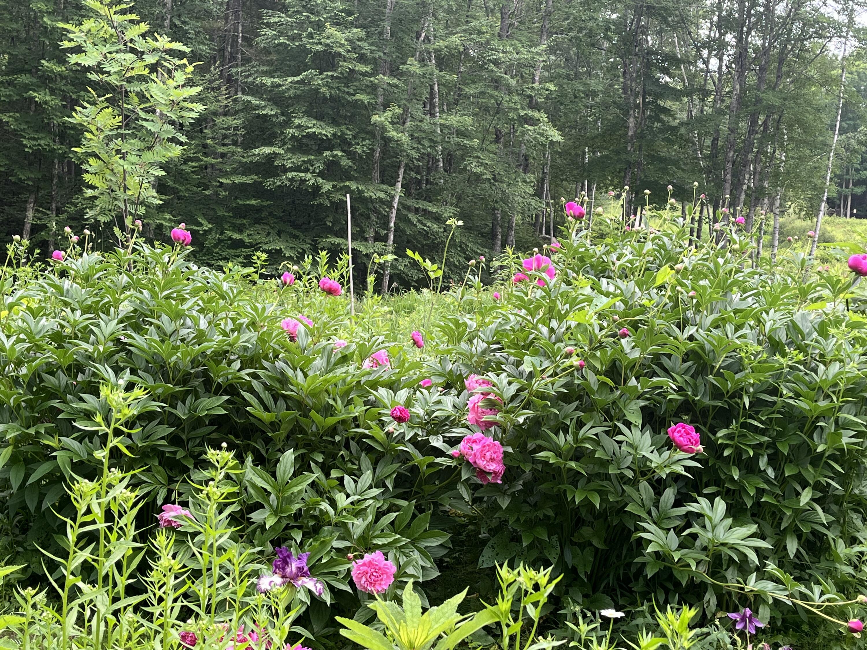 main property photo 108