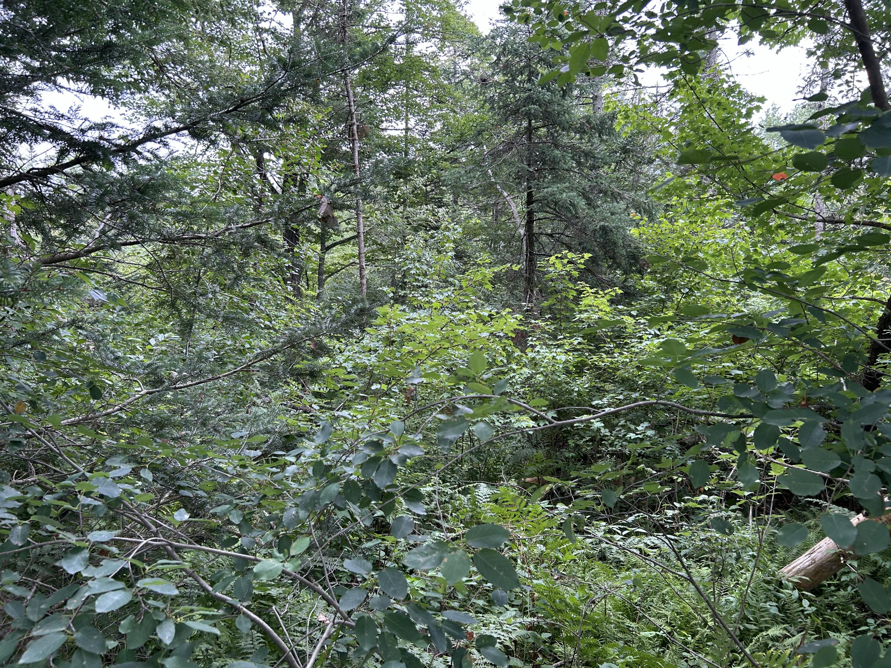 main property photo 18