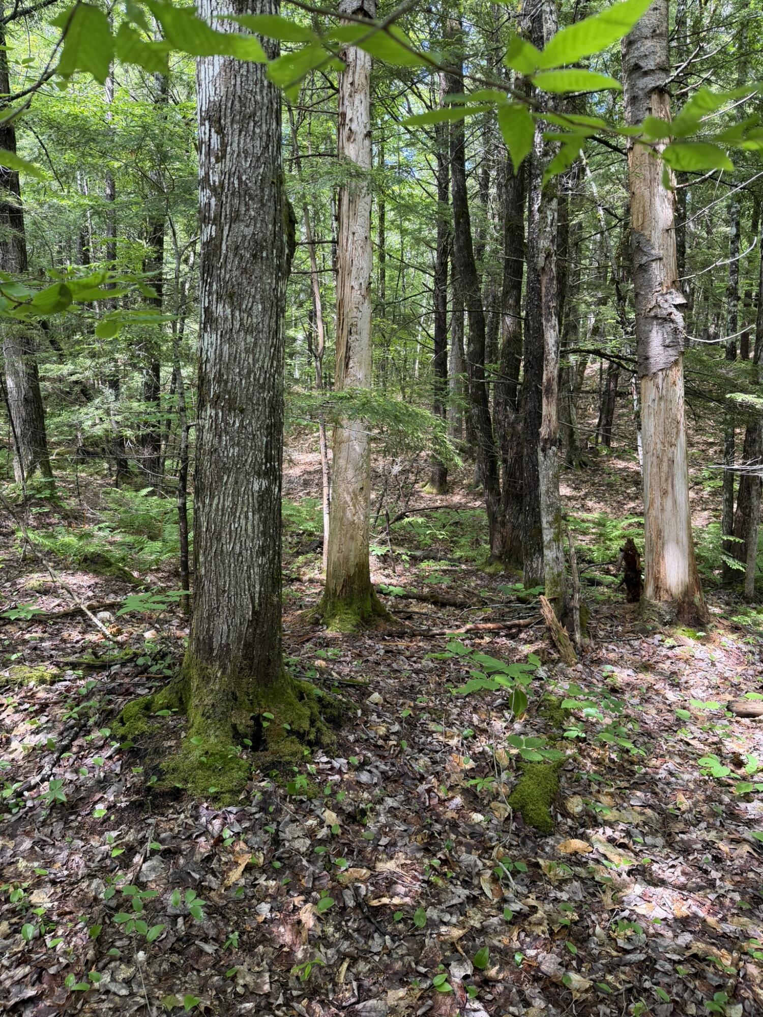 main property photo 18
