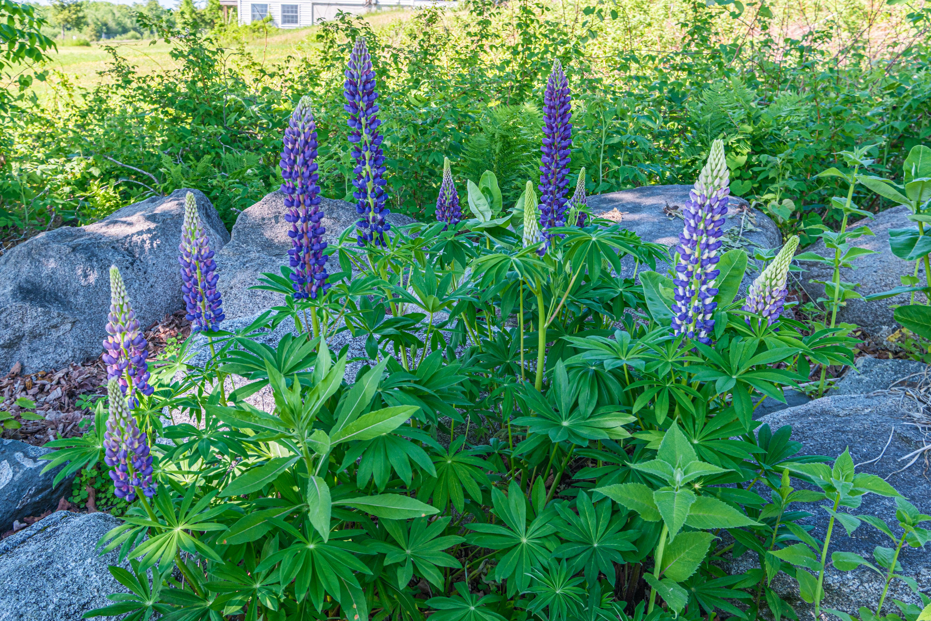 main property photo 73