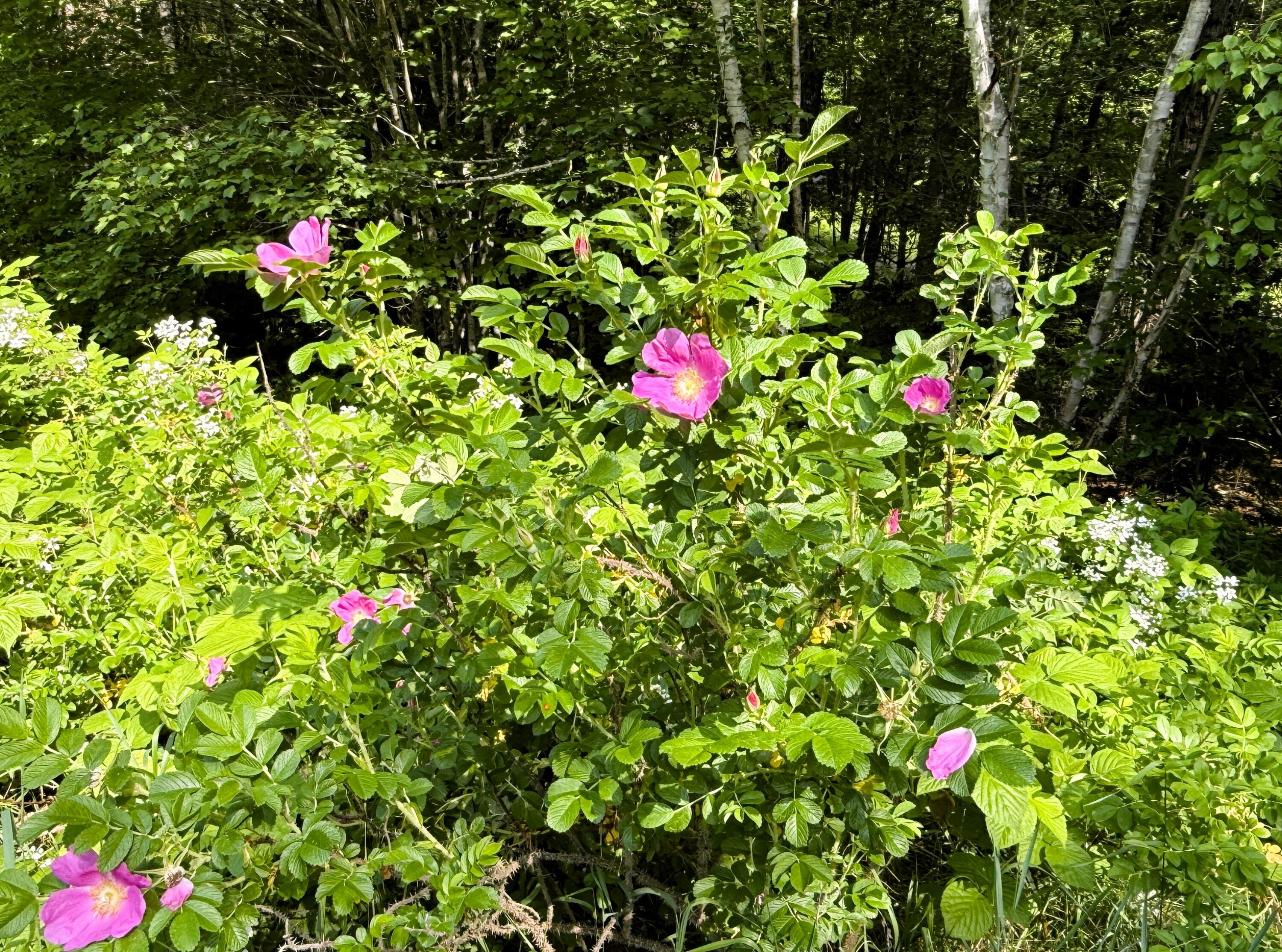 main property photo 15