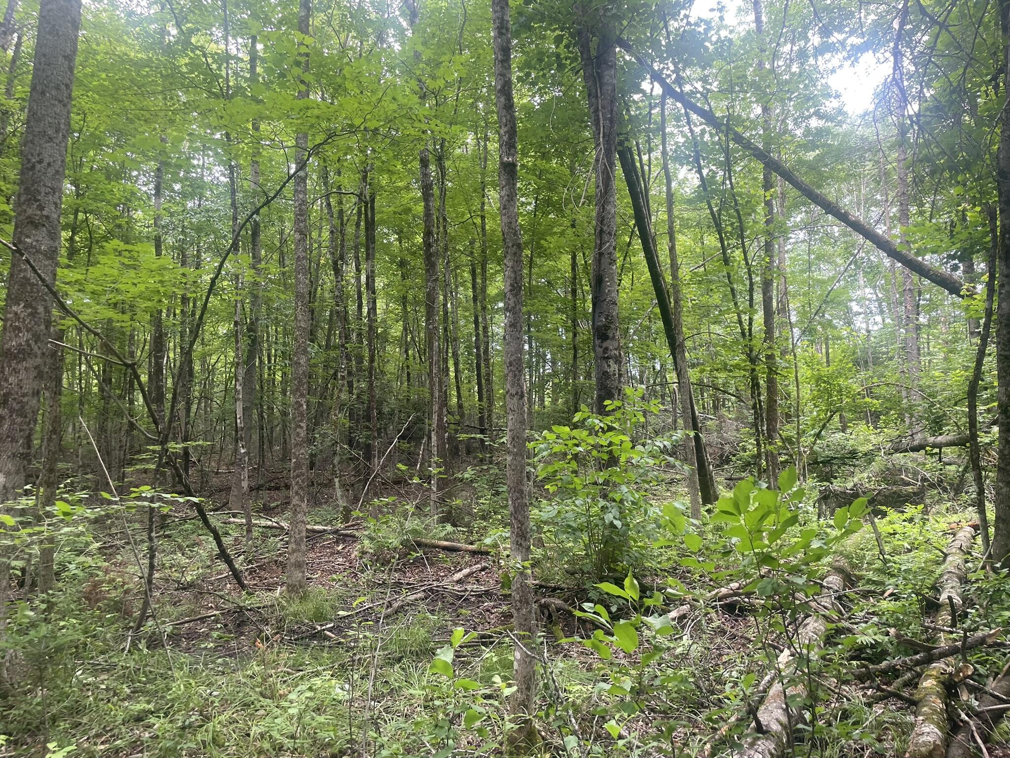 main property photo 100