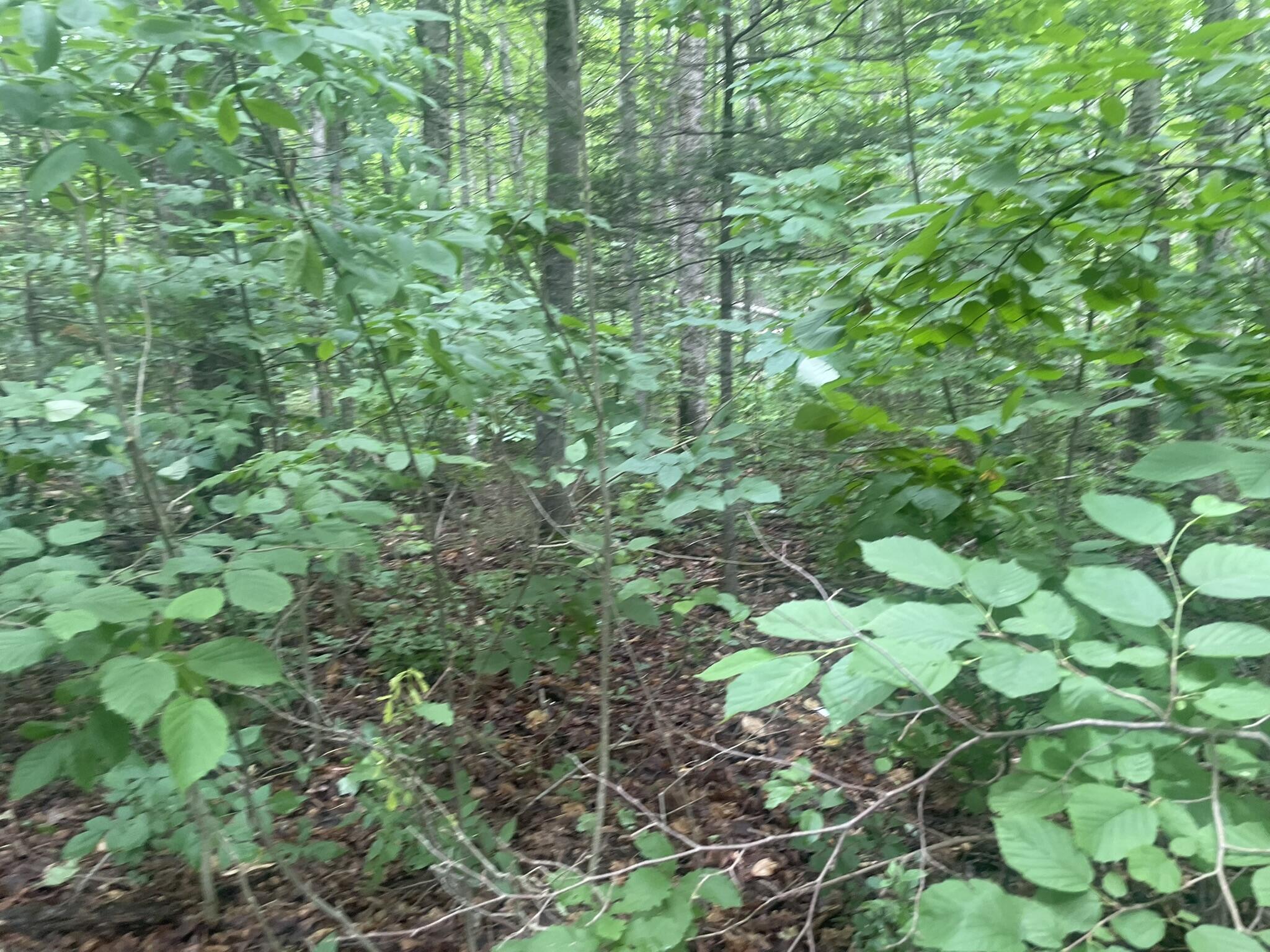 main property photo 125