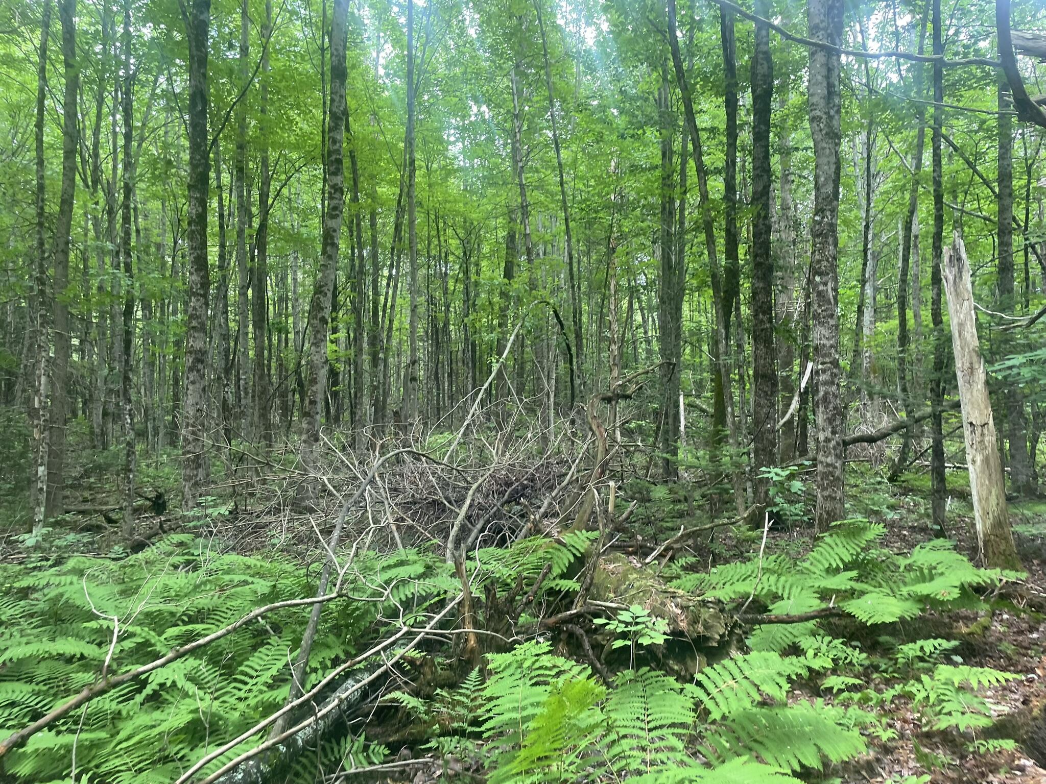 main property photo 95