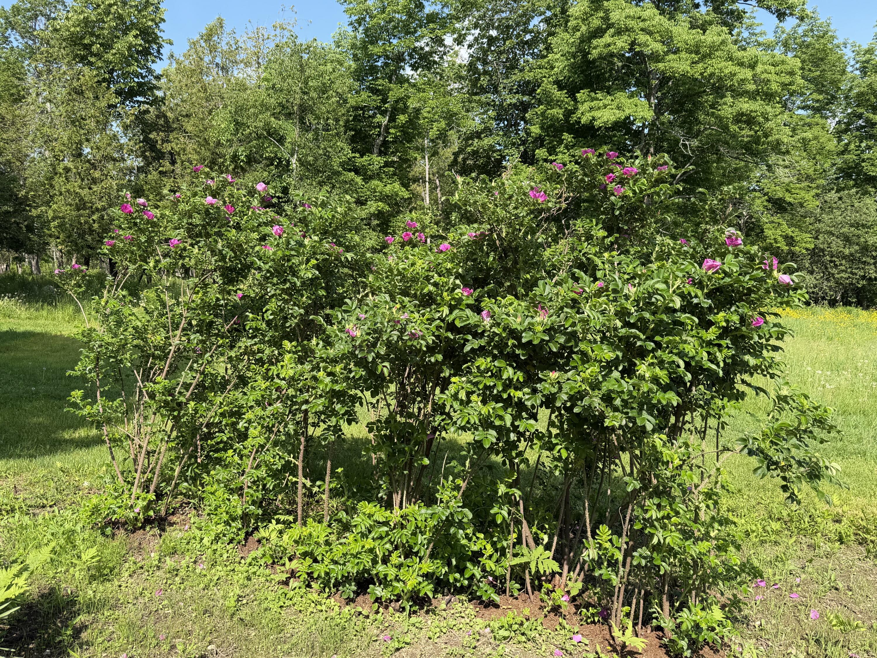 main property photo 57