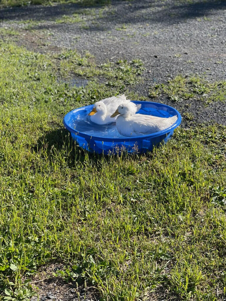 main property photo 54