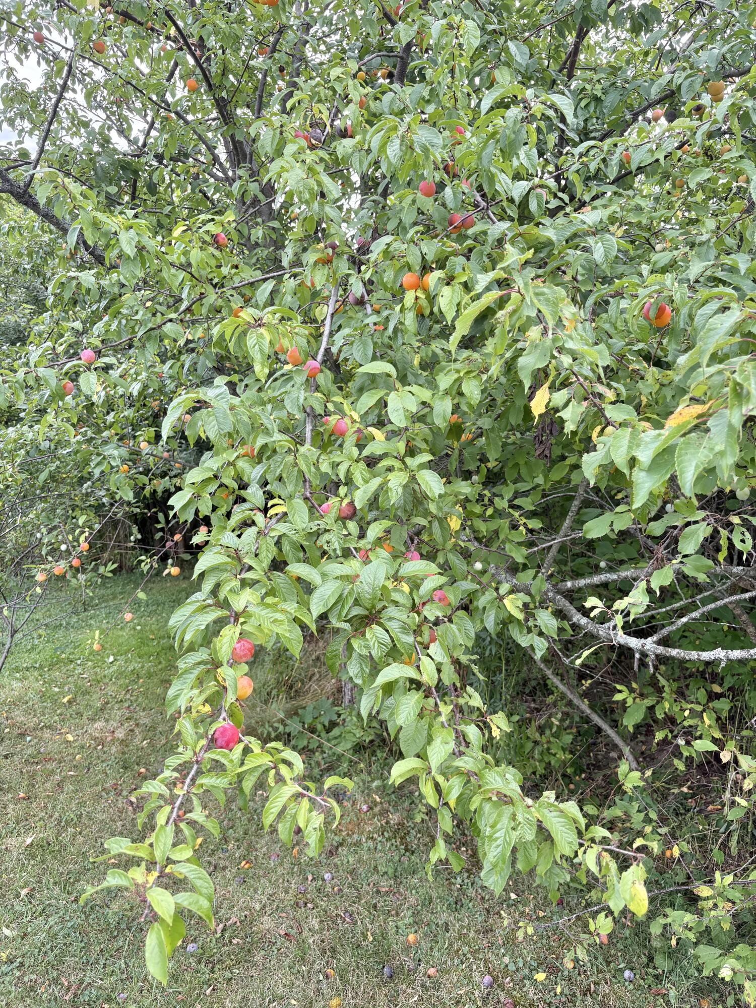 main property photo 107