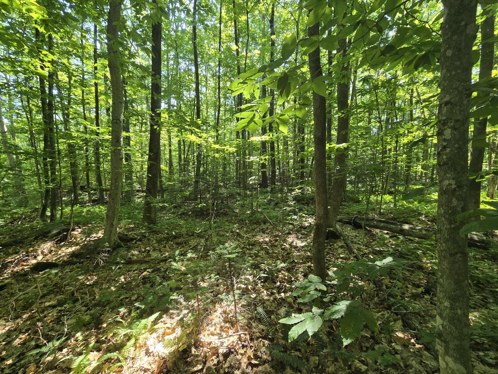 main property photo 6