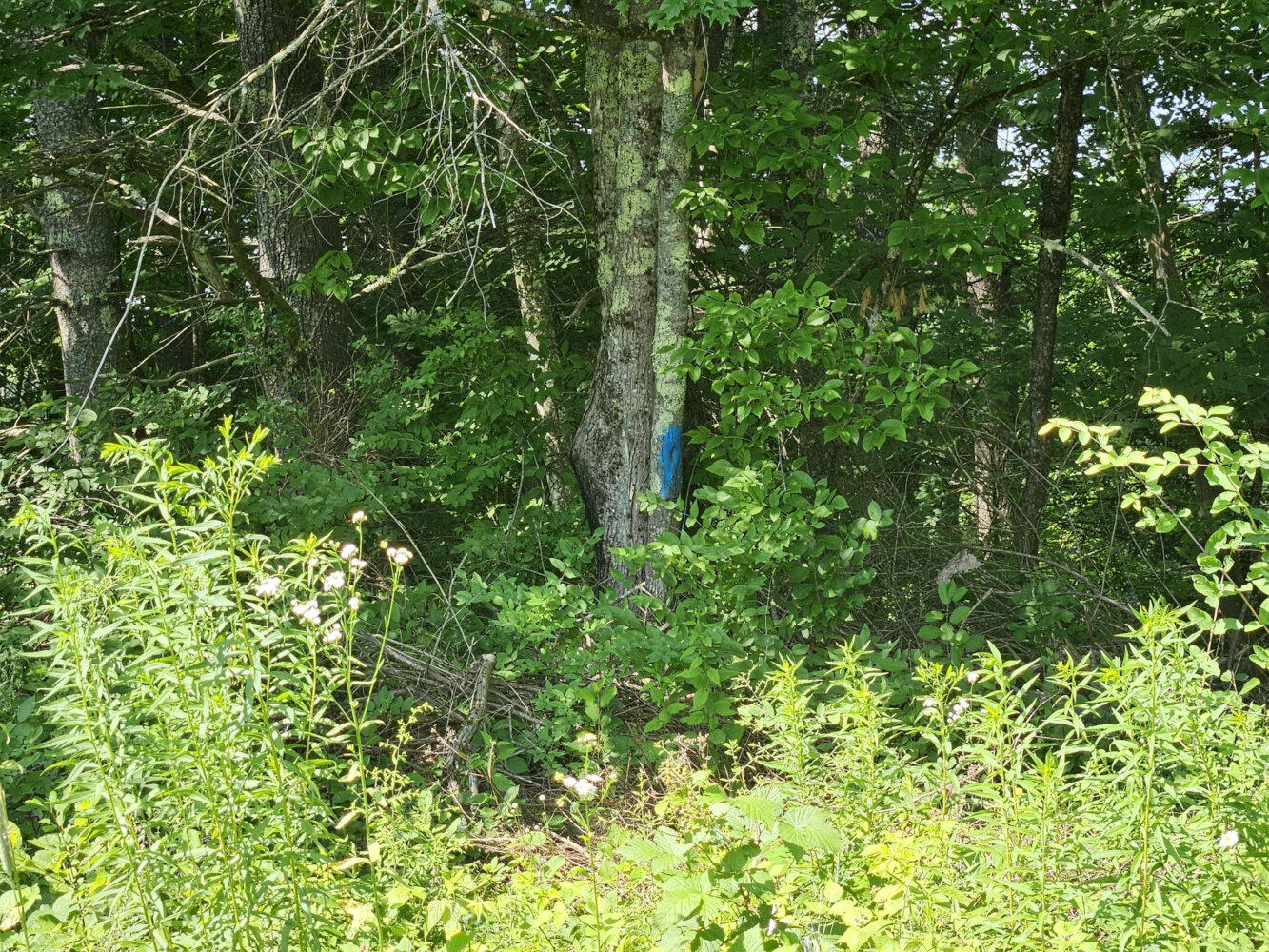 main property photo 46