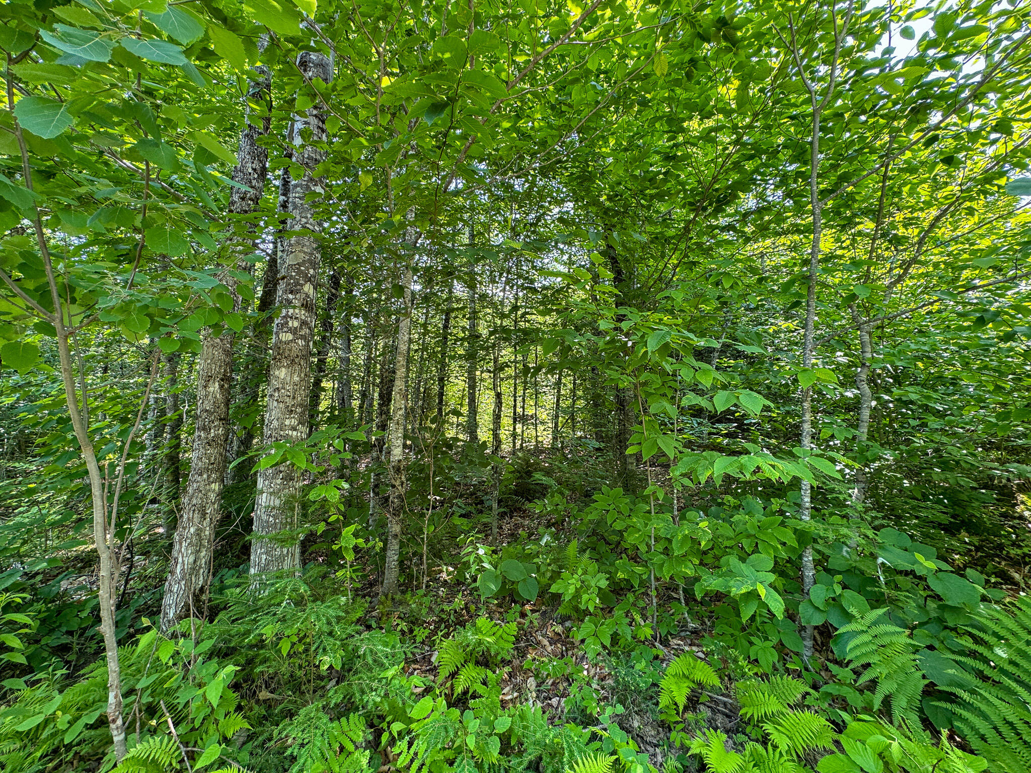 main property photo 14