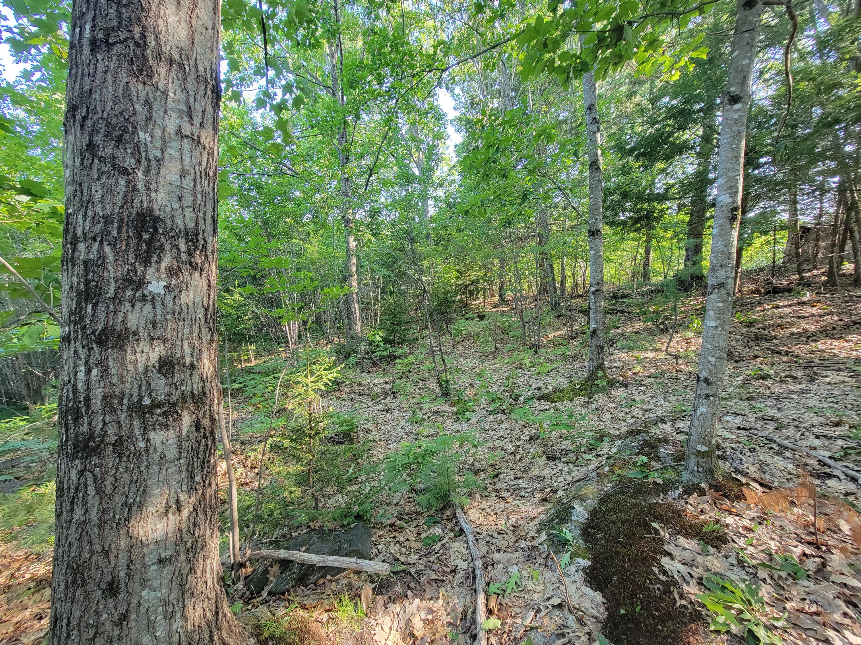 main property photo 54