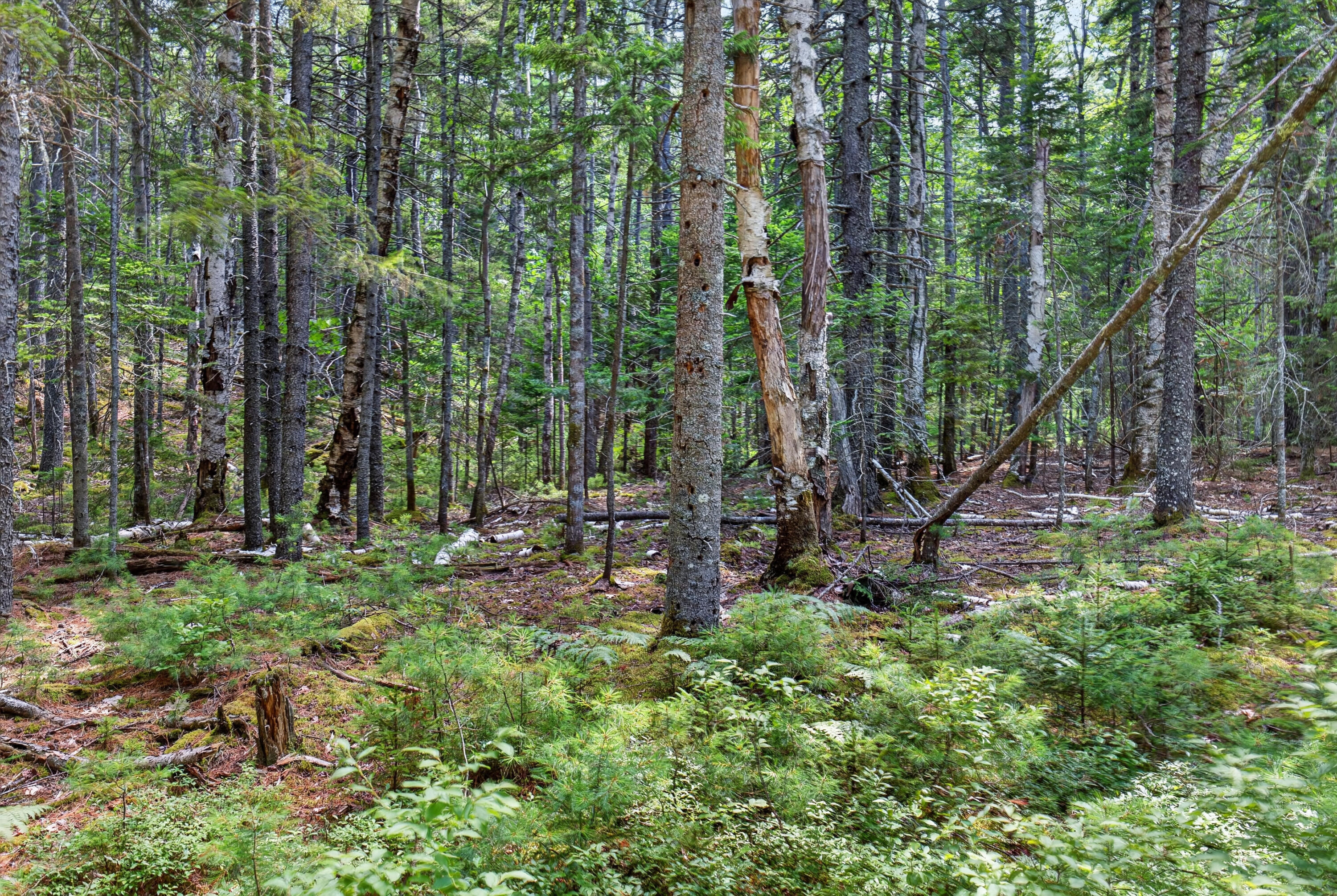 main property photo 46
