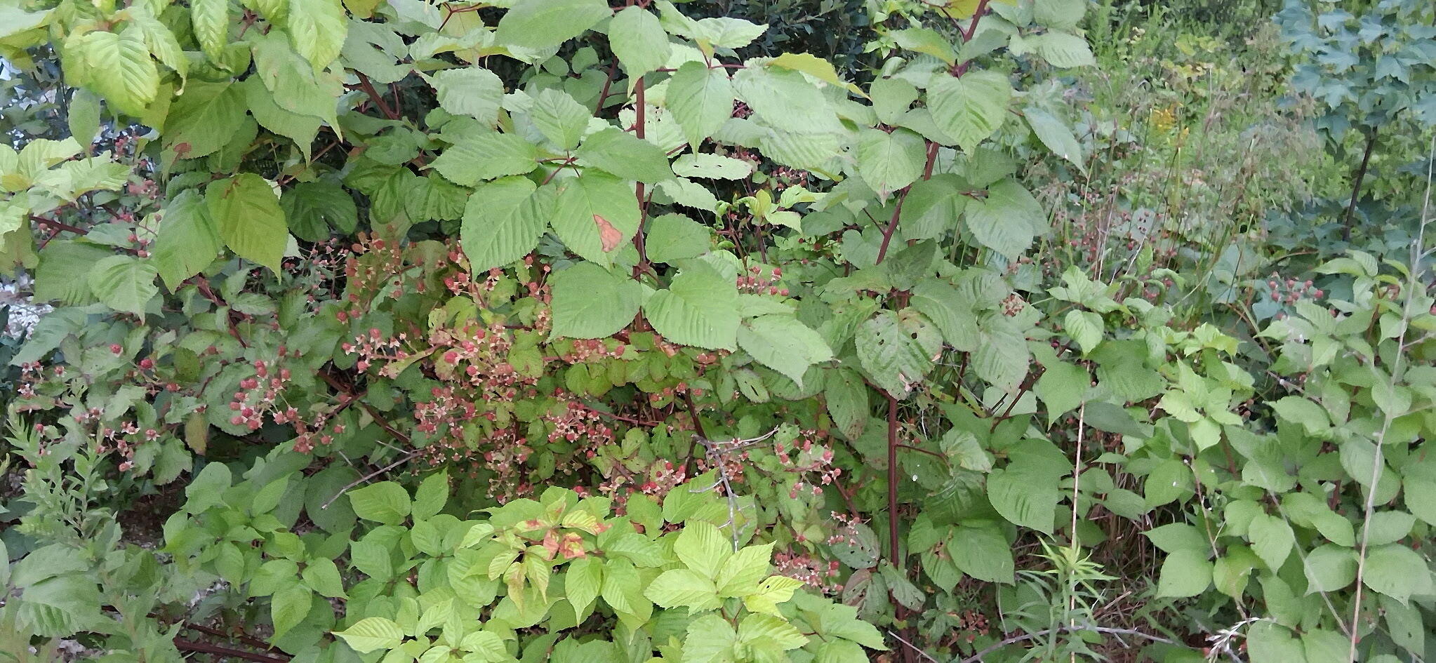 main property photo 43