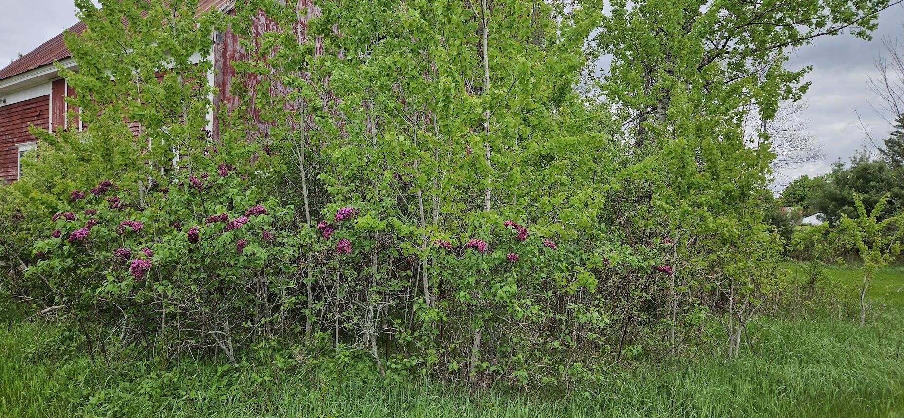 main property photo 53