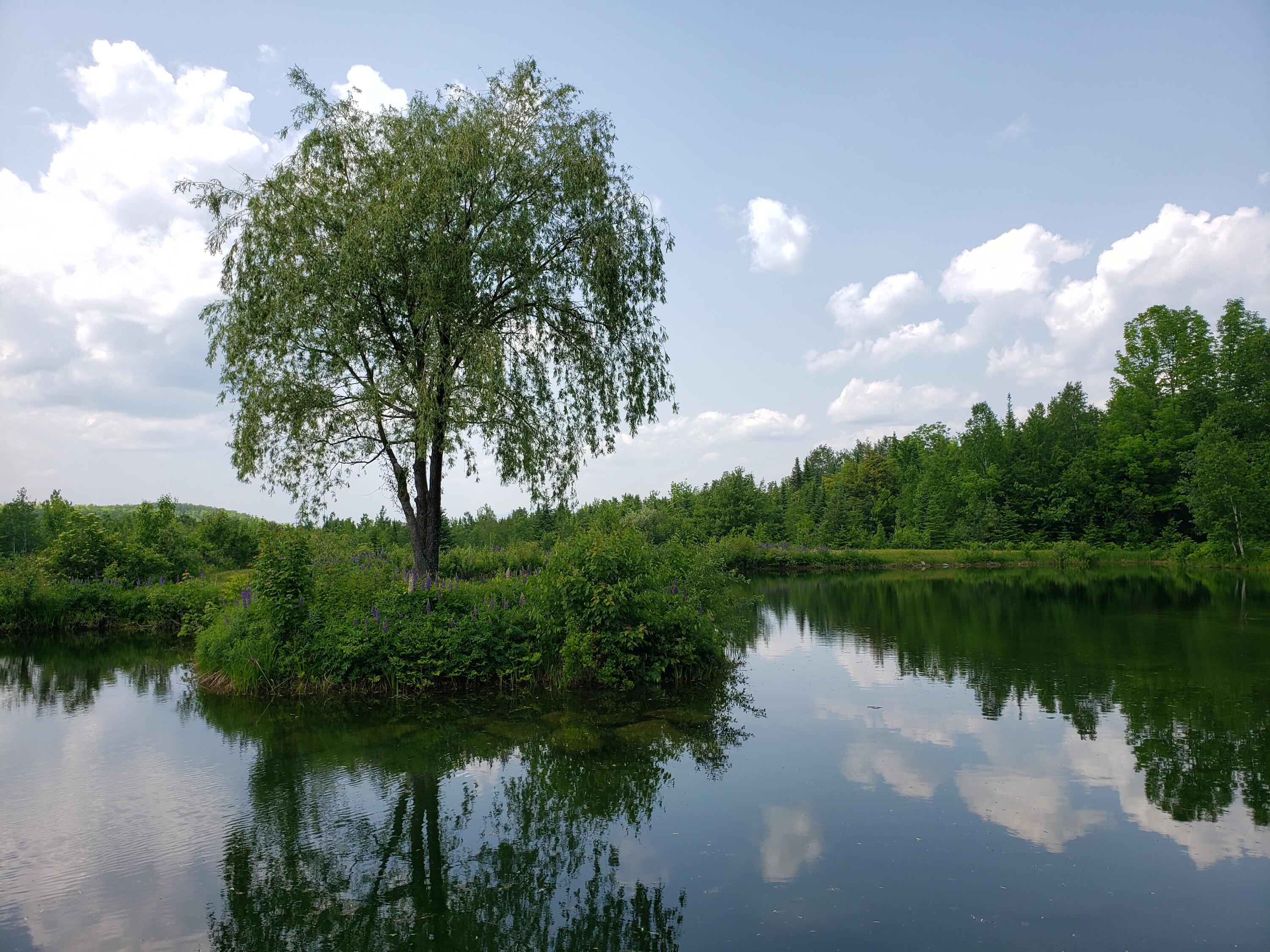 main property photo 54