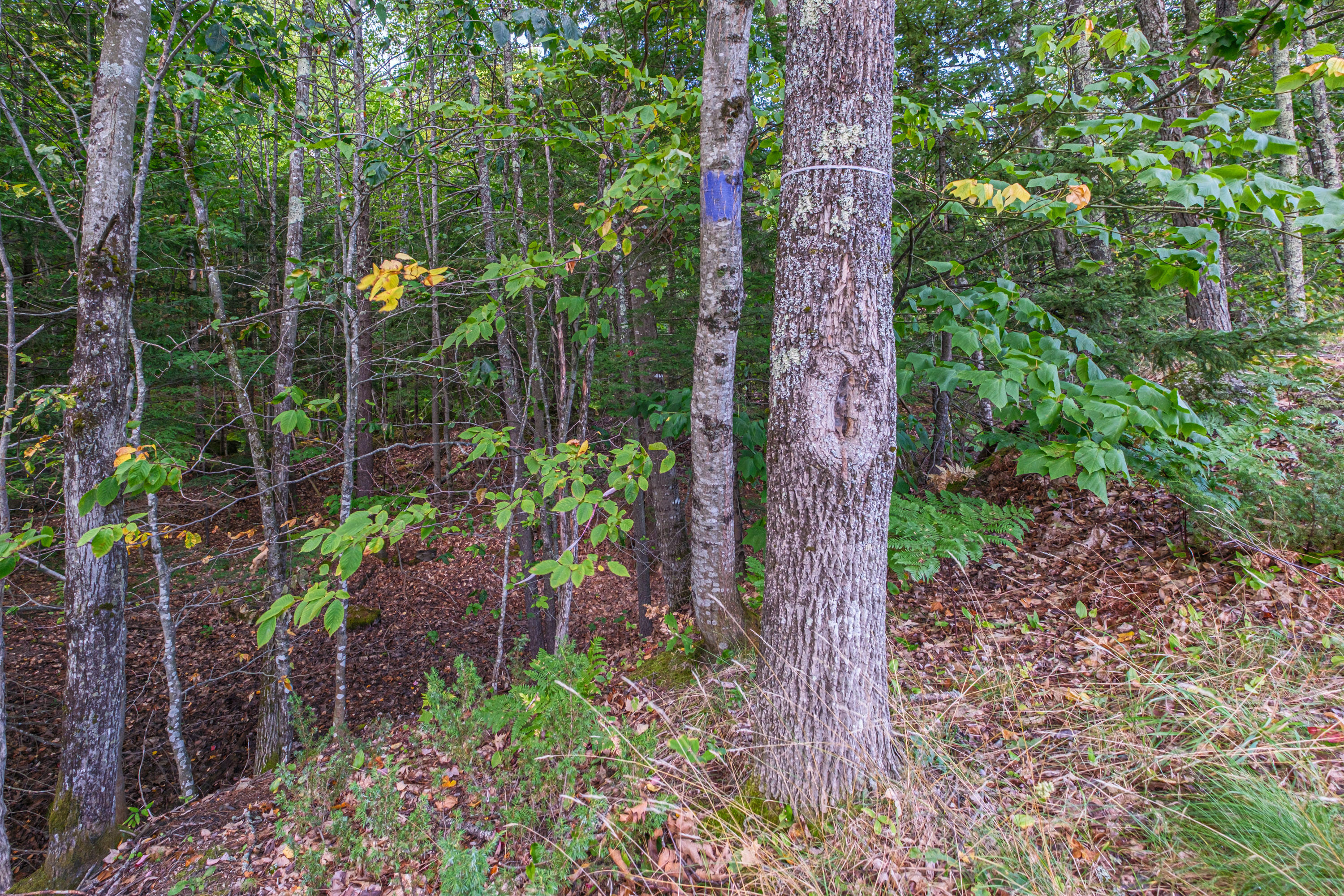 main property photo 55