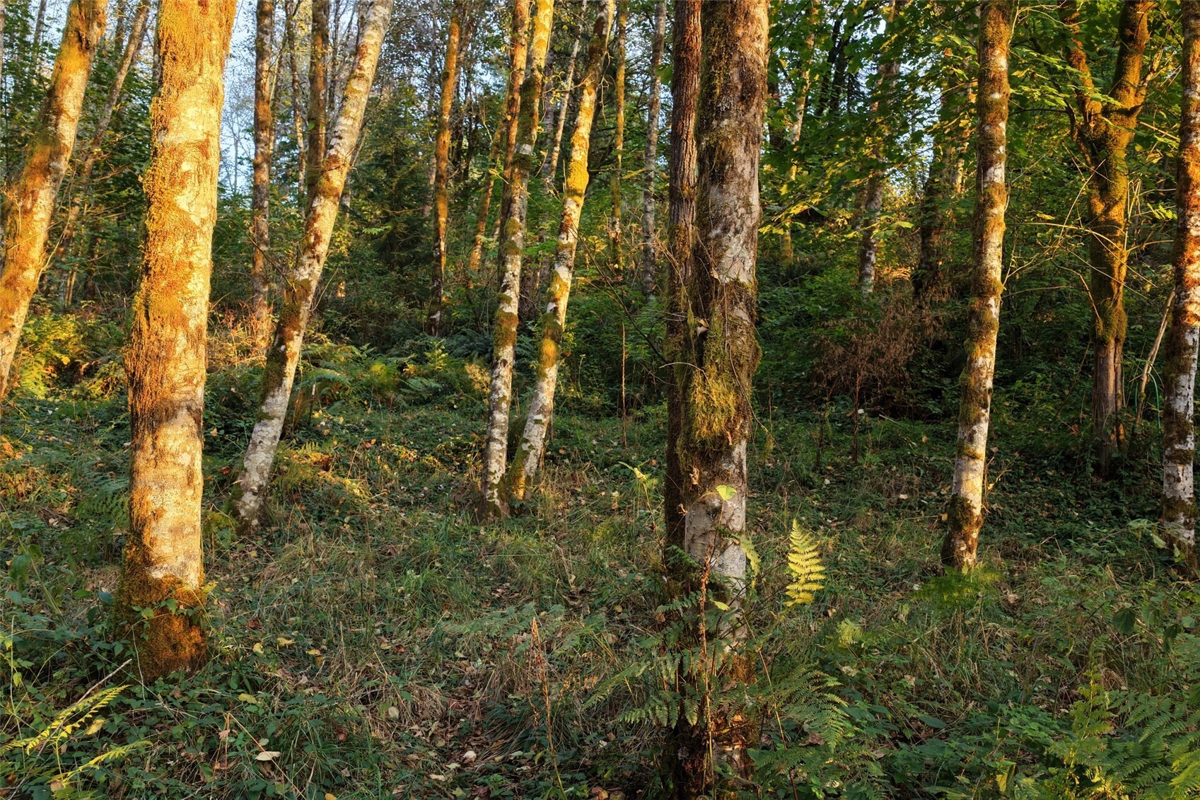 main property photo 10