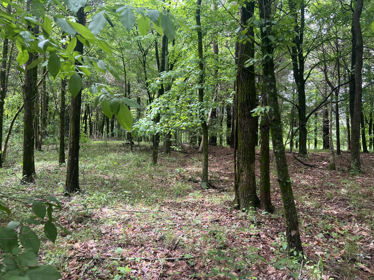 main property photo 13