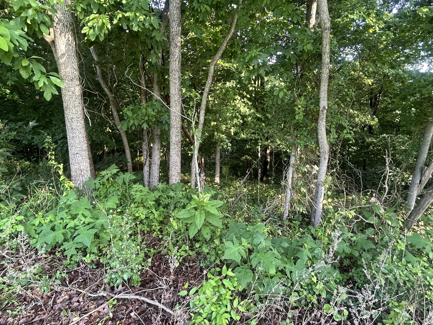 main property photo 6
